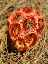 red cage fungi mushroom in sunlight 