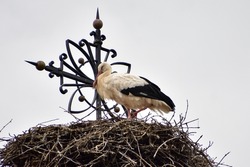 stork while taking a nap. Stork while sleeping on a roof in the early morning. Resting a little bit and relaxing. Stork rest 