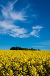 Danish rapeseed field under blue sky and white clouds