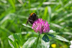 a pollen-covered bumblebee pollinating a red clover and very small insect called biting midge flying away to the left