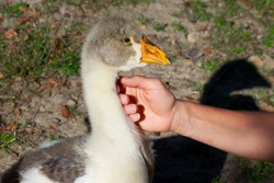young swan goose petted by the owner