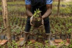 Cropped photo of African American farm worker planting coffee sprout, Rwanda region