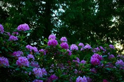 Beautiful Purple Pacific Rhododendron. Large green leaves with large flowers in botanical garden, bush with colored flowers