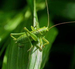 Green grasshopper sitting on a green leaf. Grasshopper in nature.