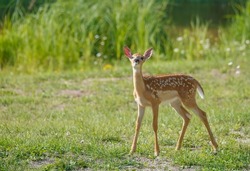 white tailed deer spring fawn