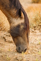 wild mustang horse herd in desert
