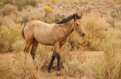 wild mustang horse herd in desert