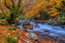 Redes forest in Asturias, Spain.Bright waterscape of fast rocky river. Autumn scenery