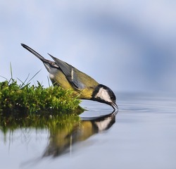 Great tit drinking water from the shore.
