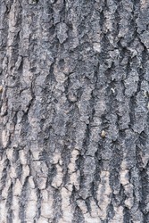 Mottled old bark background close-up