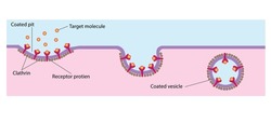 endocytosis: Cells that undergo receptormediated endocytosis have pits coated with the protein clathrin that initiate endocytosis when target molecules bind to receptor proteins.