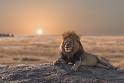 A male  lion is sitting on the rock , looking for his area  during the sunrise.