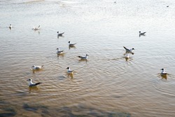 Various sea birds looking for a food on a beach. seagulls on the sea. sea birds
