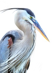  Closeup of a Beautiful Great Blue Heron (Ardea Herodias) with a White Background