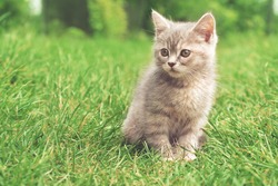 gray kitten on the green grass