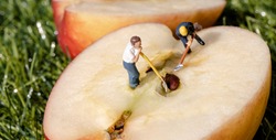 Macrophotography using miniature figures working on an apple 