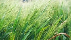 fresh green barley or jau for organic farming and beverage and food industry 