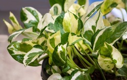Epipremnum aureum N-Joy Pothos, Known as popular houseplant with white and green variegated irregular leaves