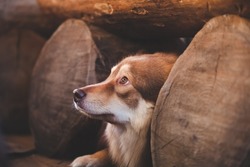 Dog hiding under an old wooden bench, looking up. Finnish lapphund.