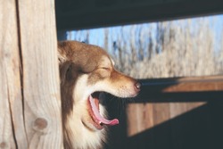 Dog yawning in an old wooden bird hide. Sunny day. Finnish lapphund.