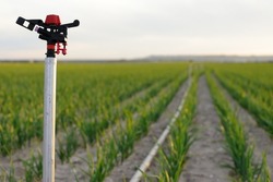 A horizontal photograph of a close-up of a sprinkler in a crop field at sunset on daytime. Copy space. Selective focus. out of focus background.