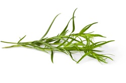 fresh tarragon herb isolated on a white background