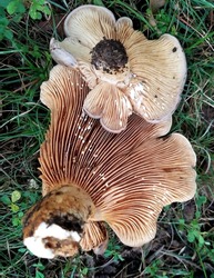 Milk cap mushrooms upsidedown on grass with gills exposed