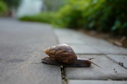 Slowly snails moving across the road