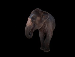 Indian elephant on a black background. Filmed in India.