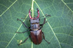 Lucanus cervus, the European stag beetle, is one of the best-known species of stag beetle   is listed as Near Threatened by the IUCN Red List