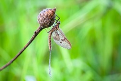 Ephemera vulgata is a species of mayfly in the genus Ephemera. 
