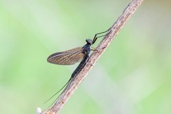 A newly emerged Mayfly ( Ephemera vulgata) perching on a grass stem.