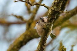 Cute long-tailed tit, or long-tailed bushtit (Aegithalos caudatus) peeking out from behind a branch