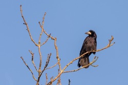 Rook (Corvus frugilegus) perched in a tree, UK bird in the crow family