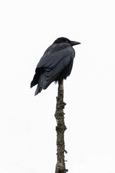 Carrion crow (Corvus corone) perched on top of a tree branch, isolated against a pale sky. Minimalist wildlife photo.