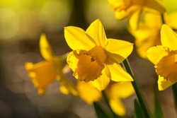 Backlit daffodils, or narcissus, sign of Spring in Britain. Beautiful yellow flowers, Norfolk, UK.
