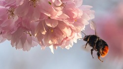 Bumblebee flying towards apple blossom in spring. UK nature scene. 