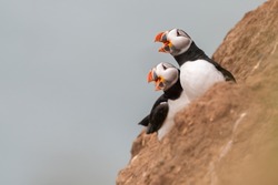 Atlantic puffins, or common puffins (Fratercula arctica) nesting on a cliff edge. Cute puffin portrait in spring, Yorkshire, UK.