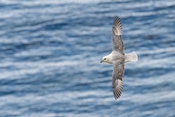 Northern fulmar (Fulmarus glacialis) in flight over the water. British seabird flying.