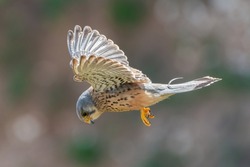 Male common kestrel (Falco tinnunculus) hovering by the cliffs, Yorkshire coast, UK. Beautiful British bird of prey hunting.