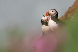 Pair of puffins nesting on the cliffs with blurred flowers in the foreground. Selective focus seabird portrait.
