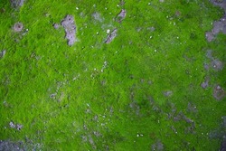 Moss on the Soil Texture Abstract Background. Natural background. Green moss color abstract texture background.