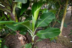 Green Banana tree in the garden, banana plantation, leaves of a banana  Natural view