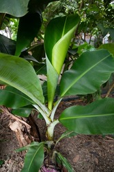 Green Banana tree in the garden, banana plantation, leaves of a banana  Natural view