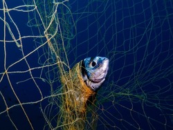 Two banded sea bream trapped in ghost nets in the Aegean Sea, Greece