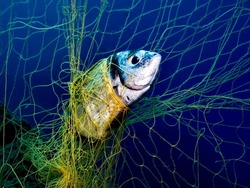 Trapped in ghost nets in the Aegean Sea. Two banded sea bream in ghost fishing gear in the Mediterranean Sea 