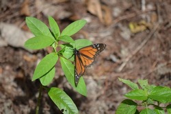 Monarch butterfly (Danaus plexippus) resting on a milkweed in South Florida.