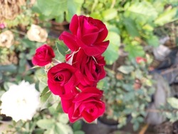 beautiful MINITURE ROSE are rose plant.