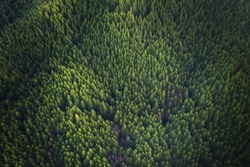 Green background Douglas Fir Trees in Oregon, aerial view 