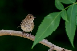 Indigo Bunting Fledgling perched on a shaded branch
